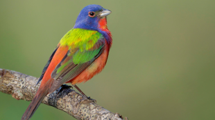 A colorful male Painted Bunting, perching. His feathers are blue, green, red, and yellow against a green background.