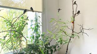 Several hummingbirds perch on indoor plants near an apartment window