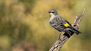 Yellow-rumped Warbler stands on branch
