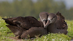 Dos albatros de patas negras acurrucándose