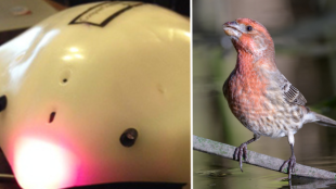 A split image: Left is a white machine with a red light called a Finch Robot. Right is a brown and red male House Finch.