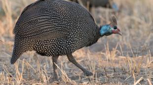 A Helmeted Guineafowl walking across dry grass.