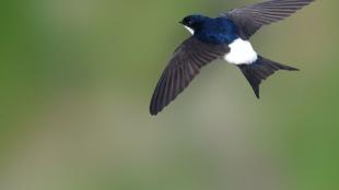 A House-Martin flying with wings outstretched against a blurred green background.