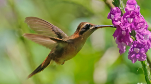 Stripe-throated Hermit feeds on a purple flower