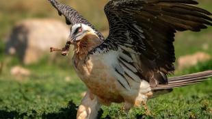 A Bearded Vulture walks across the green ground with wings outstretched and carrying a bone in its bill.