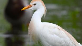 A Western Cattle Egret in breeding plumage with wetlands in the background.