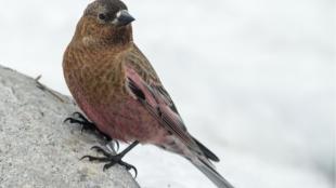 A Brown-capped Rosy-Finch perched on a stone against a snowy background.