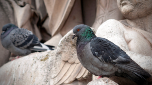 A city pigeon perches comfortably on a pale stone sculpture of a cherub.