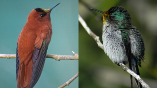 A side-by-side image of male and female Juan Fernandez Firecrown hummingbirds. The male is mostly coppery brown while the female is mostly white and green.