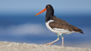 An American Oystercatcher walking on the beach. 