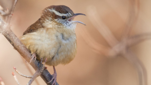 A Carolina Wren sings from a low perch.