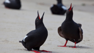 Two Pigeon Guillemots appear to call out to each other with their mouths open skyward on a beach. The birds are almost entirely black except for their bright red feet & mouths, and a large white patch on each wing. 