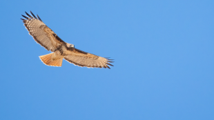 A Red-tailed Hawk soaring against a blue sky.