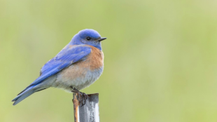 A Western Bluebird sitting on a metal sign post.