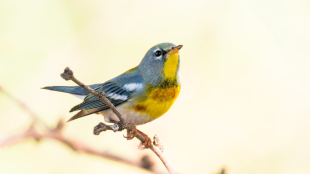 A male Northern Parula perched on a branch with his yellow throat & belly, chestnut breast band, and white eye markings clearly visible. Background is a uniform pale yellow.