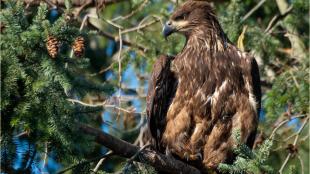 Juvenile Bald Eagle with mottled brownish plumage