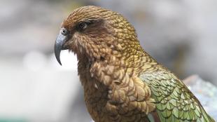 A parrot with light brown, gold and green plumage stands facing to viewer's left. Its beak is dark gray, curved, and sharp.