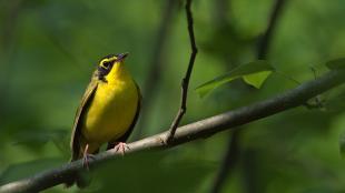 A yellow bird with black face markings and olive green-yellow wings is perched on a branch in partial sunlight, facing the viewer.