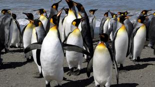 King Penguins gleaming in sunlight as they stand in a group at the water's edge