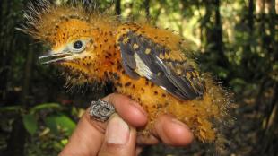 Cinereous Mourner nestling