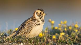 A male Lapland Longspur bird in sunlight on the tundra