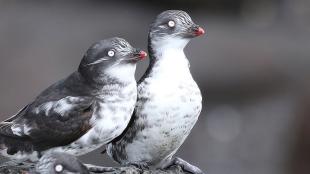 Three Least Auklets, dark gray and white seabirds, looking to viewers' right while sitting on rocks