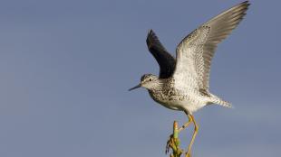 Lesser Yellowlegs, its wings raised as it balances on the slender tip of a tree in the sunlight