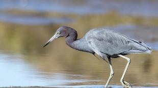 A Little Blue Heron stalks through water at a shoreline in sunlight. The heron has light blue body, a purplish neck and a very long sharp pointed beak.