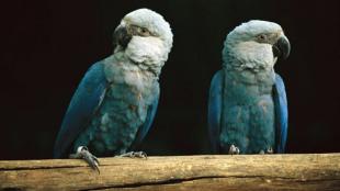 Two Little Blue Macaws perched on a horizontal wooden bar, showing their blue bodies and wings with lighter heads and black beaks. 