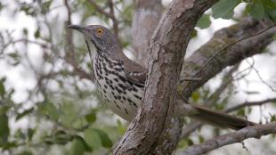 Long-billed Thrasher