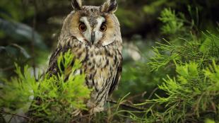 Long-eared Owl perched in tree
