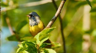 MacGillivray's Warbler