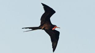 male Magnificent Frigatebird in flight across a clear sky