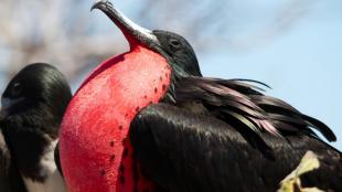 A male Magnificent Frigatebird displaying his inflated bright red gular sac