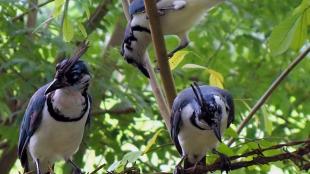Three blue-and-white birds with long tails perch near each other amidst branches and greenery