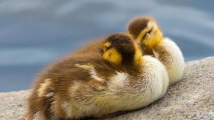 Two Mallard ducklings snoozing on a cement bank by the water, their beaks tucked beneath their wings
