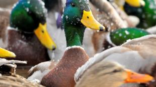 Group of Mallard ducks in closeup, glistening with water droplets
