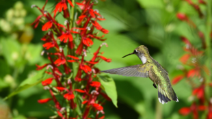 Ruby-Throated Hummingbird feeds from lobelia cardinal flower