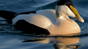 A Common Eider floating on the water in golden sunlight.