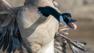 A Canada Goose honking in flight. Terrifying.