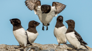 Five Dovekie sit on a rock against a blue sky. The small seabirds have white bellies, black heads, and black backs.