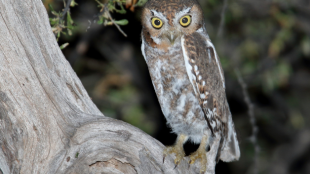 Elf Owl stands on tree