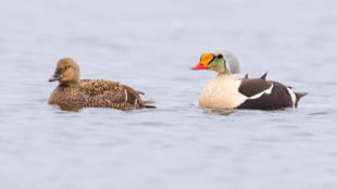 A pair of King Eiders floating on water. The duck on the left is a brown female. The duck on the right is a brightly colored male with white breast, orange bill, green head, and dark body.