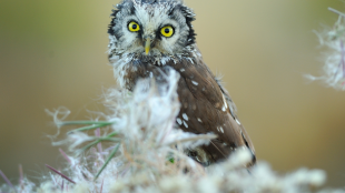 Boreal owl faces forward 