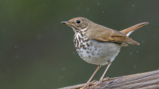 Hermit Thrush stands on branch, facing left