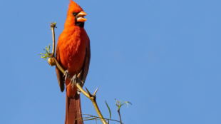 A male Northern Cardinal sings from a high branch. The bird has red feathers, a black face patch, orange bill, and head crest.