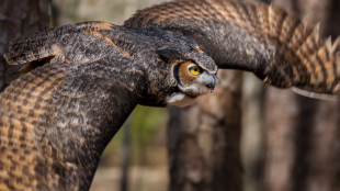 Closeup image of a Great Horned Owl in flight