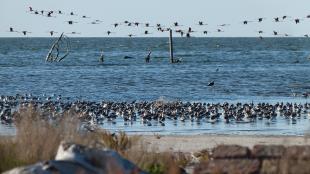 A large flock of shorebirds along a lakeshore with flamingos flying over nearby
