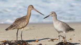 A Marbled Godwit and a Willet, both with long beaks, stand facing each other at a shoreline, the taller bird with the longer beak.