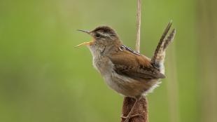 A Marsh Wren singing while perched on a cattail reed.